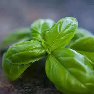 Basil image