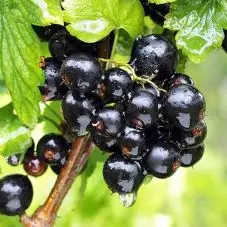 Blackcurrant image
