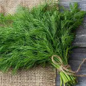 Dill image