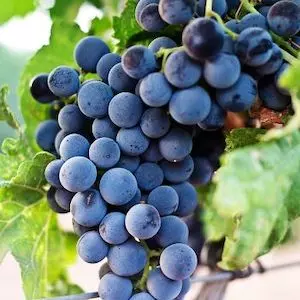 Grape image