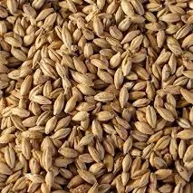 Malt image