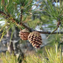 Pine image