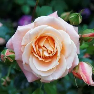 Rose image