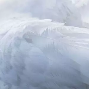 Soft image