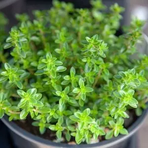 Thyme image