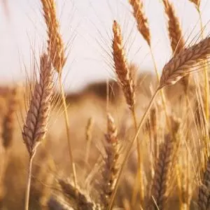 Wheat image